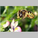 Anthidium manicatum - Grosse Wollbiene w21 10mm.jpg